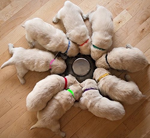 Record Keeping Charts For Breeders