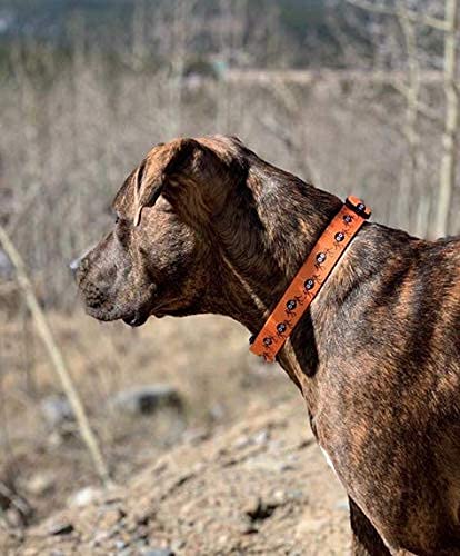 Native Pup Halloween Dog Collar (Large, Spiders)