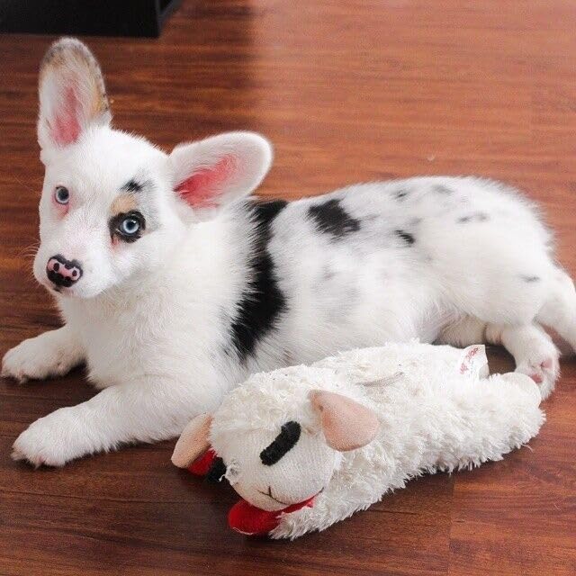 Classic Media Multipet 6-Inch Lamb Chop Dog Toy, 3 Pack