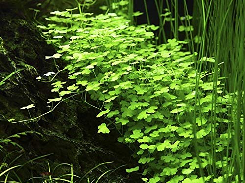 Tissue Culture Live Aquarium Plants | In Vitro Freshwater Aquatic Plants For Small Aquariums And Foreground (Dwarf Pennywort)
