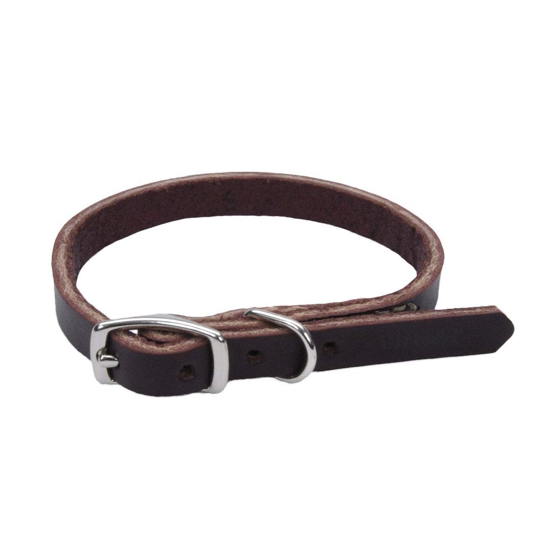 Circle T Latigo Town Dog Collar