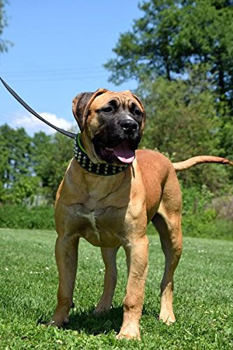 Bestia 'Stud Genuine Leather Big Dogs Collar. 2.5 Inch Wide. Soft Padded. Very Durable And Comfortable. Handcrafted Guaranteed. Pitbull. Cane Corso. Rottweiler. Bully. Amstaff.