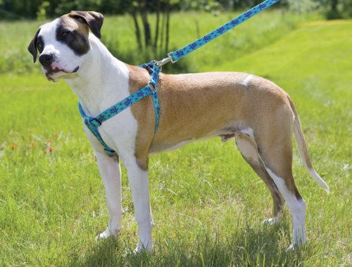 Lupinepet Originals 1' Turtle Reef 24-38' Step In Harness For Large Dogs