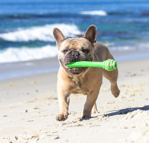 Project Hive ·Pet Company· - Tropical Coconut Scented - Hive Dog Fetch Stick For Large Breeds - Dog Stick Toy - Floats In Water - Treat Dispenser Toy - Durable And Tough - Made In The Usa