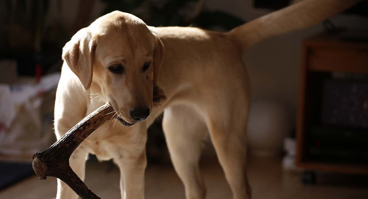 CZ Grain XXL Jumbo Deer Antler for Dogs, for The Big Chewer - Premium Grade A Deer Antler Dog Chew - Long Lasting Dog Treat for