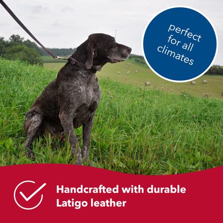 Coastal Pet - Circle T Latigo Leather Dog Leash - Comfortable And Weather-Resistant Dog Leash For Training - Perfecr For Puppies & Dogs - 3/4' X 6'