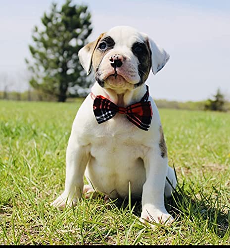 Jpgdn 50Pcs Small Dogs Bowties Bulk For Puppy Doggy Cat Kitten Rabbit Medium Boys And Girls Bow Ties With Polka Dots Checks Stripes Pet Adjustable Collar Neck Bow