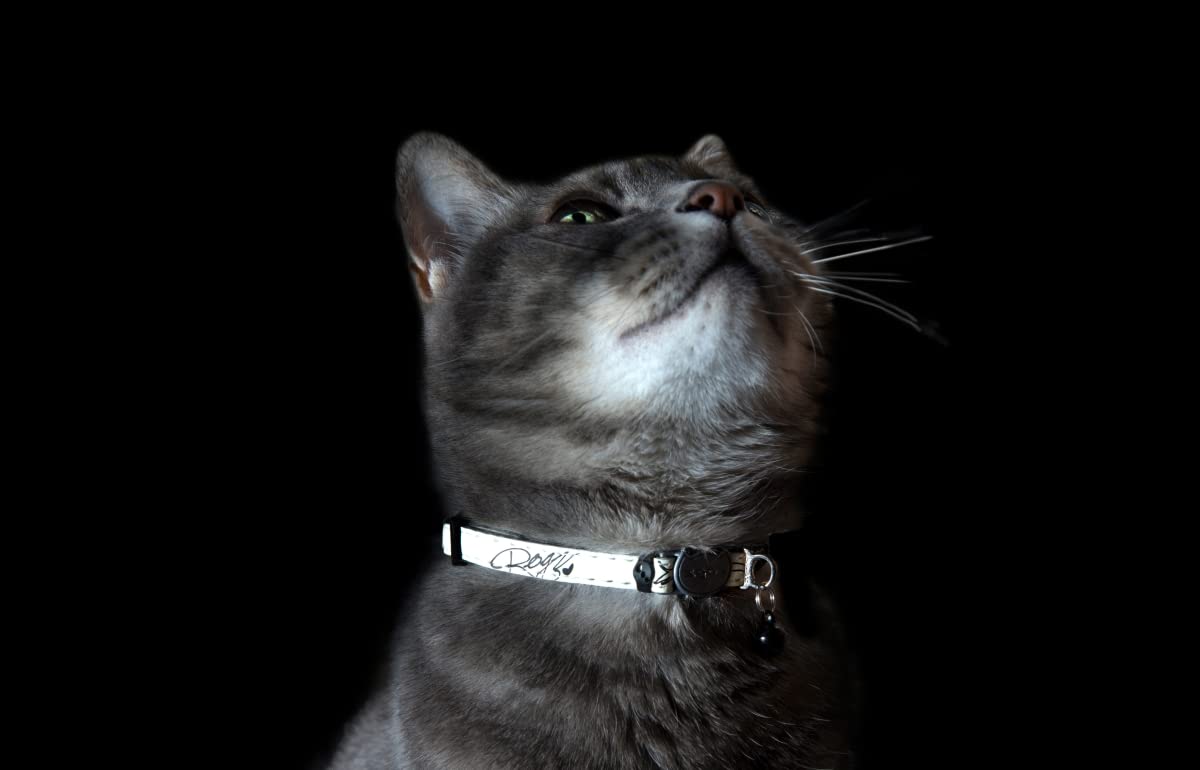 Rogz Reflective Cat Collar - Glow in the Dark, Breakaway Clip, Adjustable Size S (8"-12"), Nylon, Black, Model CB09-A