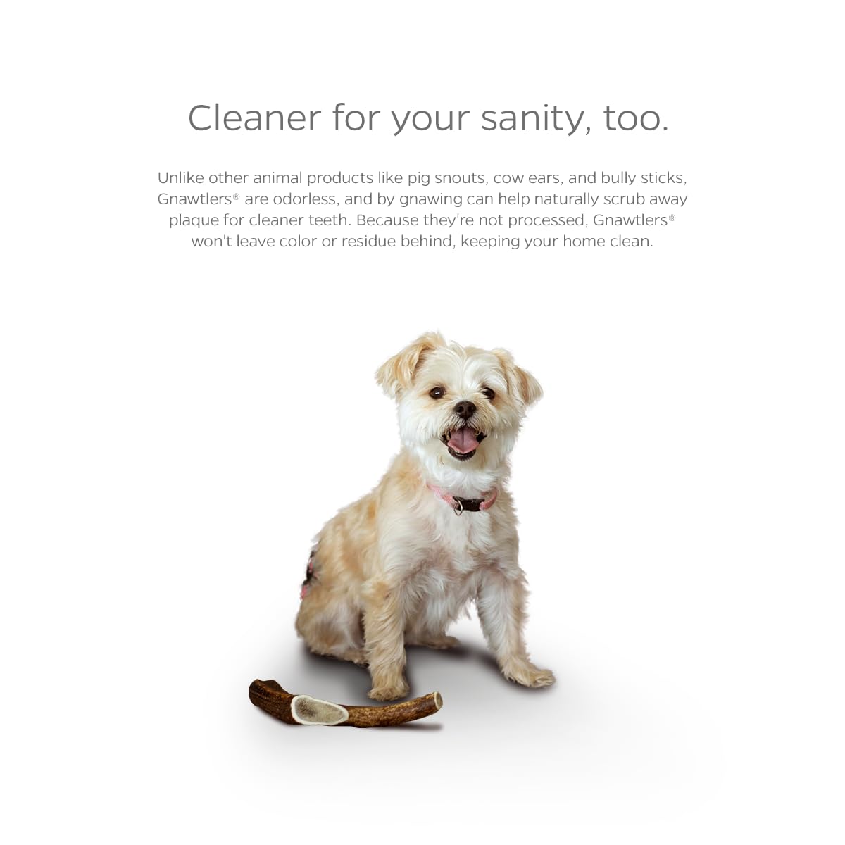 Pet Parents Gnawtlers Premium Deer Antlers for Dogs, Naturally Shed, All Natural Dog Chew, Selected from Heartland Region (Small