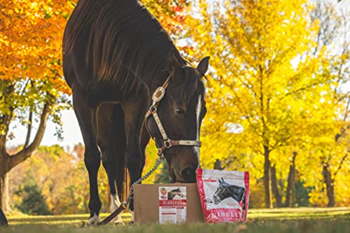 Omega Nibblers Low Starch and Sugar Treats Peppermint Flavored
