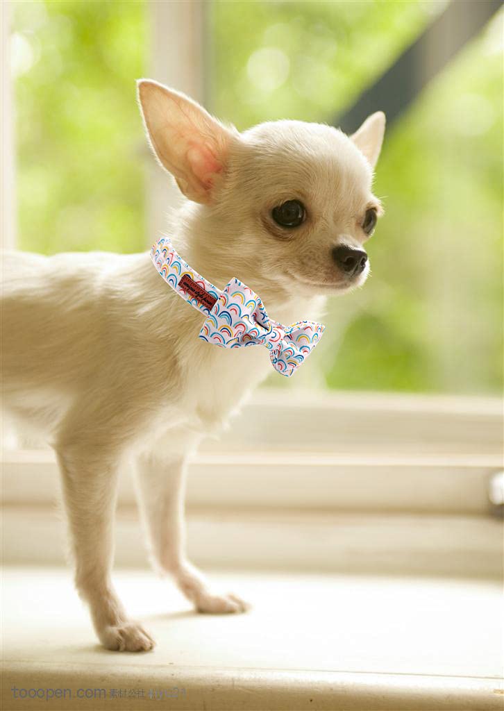 Unique Style Paws Rainbow Colorful Dog Collar With Bow Pet Gift Adjustable Soft And Comfy Bowtie Collars For Small Medium Large