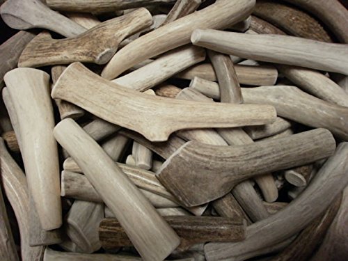 CZ Grain Medium Grade A Deer Antlers for Dogs, Naturally Shed Deer Antlers, Organic Deer Antlers, All Natural Deer Antler Chews,