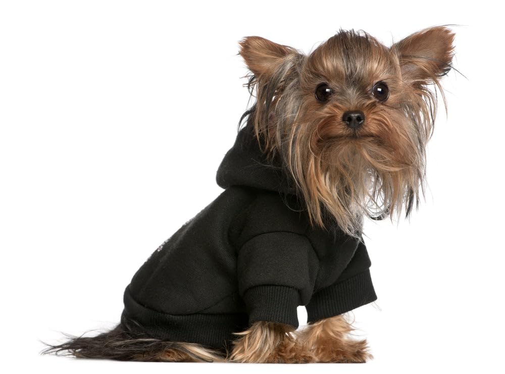 Blank, Plain Dog Hoodie for Pets 20-115 Pounds Cream XXXL (25-35 lbs)