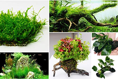 Miguco 5X 120M 0.2Mm Crystal String Moss Line For Aquarium Fish Tank Water Grass Driftwood Landscaping