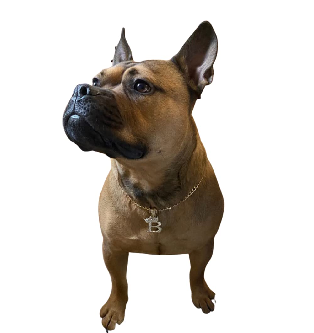 Ba Unique Fashion Initial Letter Cuban Chain Dog Chain Pet Chain Pet, Cat, Puppy Necklace (B, 22'')