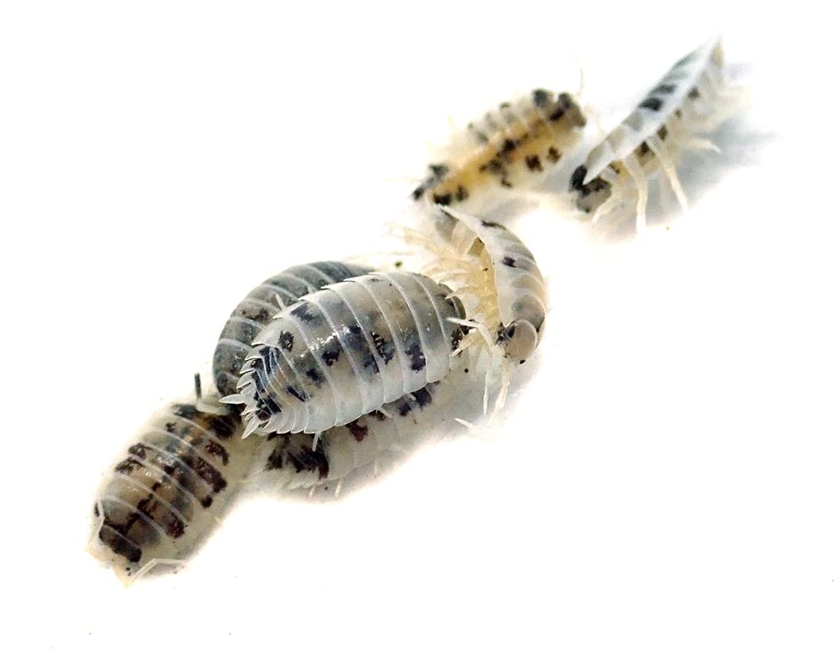 Josh'S Frogs Porcellio Laevis 'Dairy Cow' Isopods (10 Count)