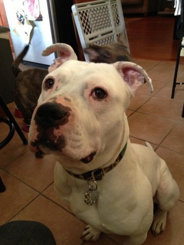 Puppyknucks Brass Knuckles Pet Id Tag Engraveable (Chrome, Please Engrave)