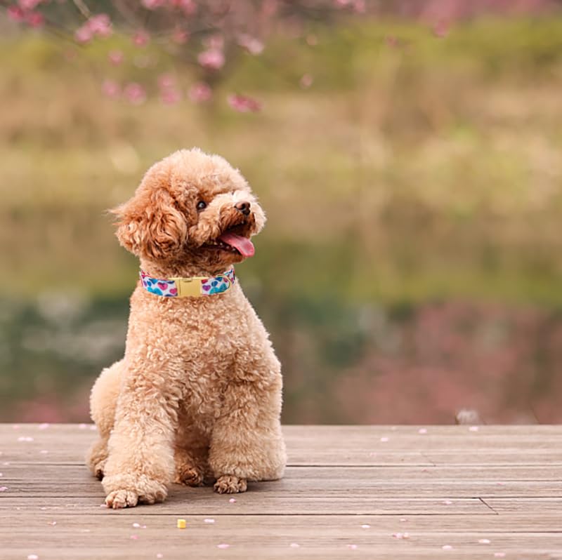 Lionet Paws Valentine Dog Collar, Heavy-Duty Cute Colorful Heart Pattern Pet Collar With Metal Buckle For Small Medium Dogs, Nec