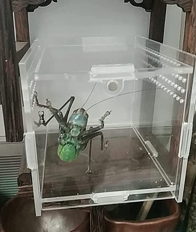 AWXZOM Magnetic Acrylic Case, micro habitat small Tarantula Enclosure enclosure for arboreal Tarantula Scorpion Sling Lizards Ma