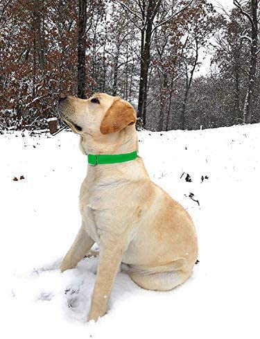 Regal Dog Products Large Light Green Waterproof Dog Collar With Heavy Duty Double Buckle & D Ring | Vinyl Coated, Custom Fit, Adjustable Biothane Dog Collar | Chew Resistant Waterproof Collar For Dogs