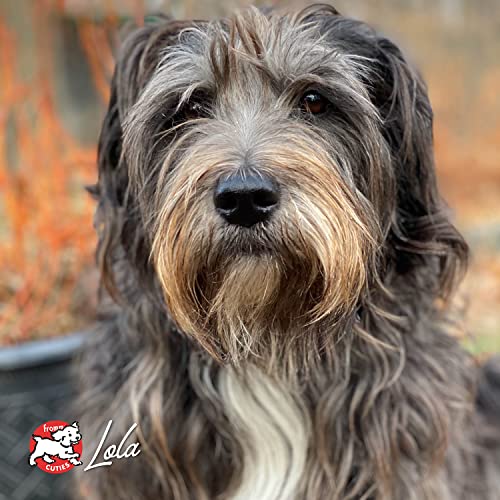 Fromm Four-Star Nutritionals Zealambder Dog Food - Premium Dry Dog Food - Lamb Recipe - 26 lb