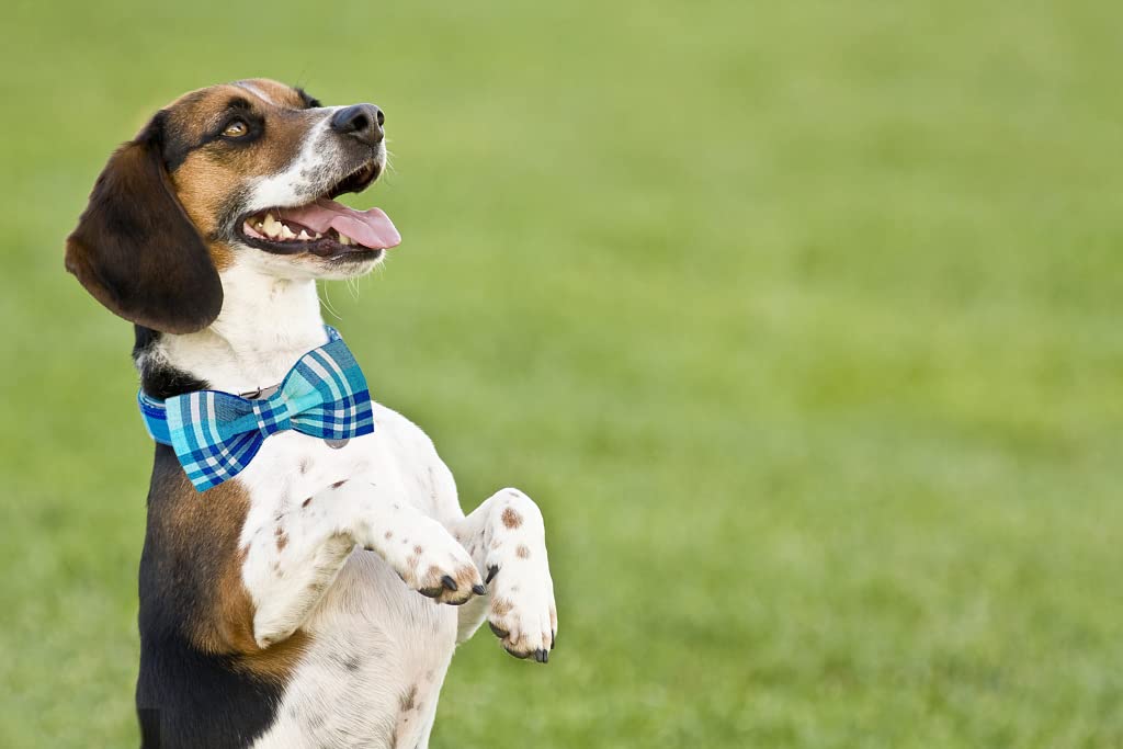 Dogwong Dog Collar With Bowtie, Blue Plaid Dog Collar Comfortable Durable Checked Dog Collar For Small Medium Large Dog