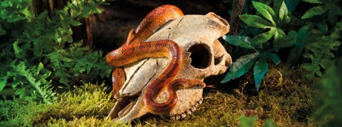 Exo Terra Terrarium Decor Buffalo Skull