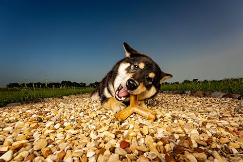 N-Bone Quado Dog Treat BBQ Flavor Average Joe