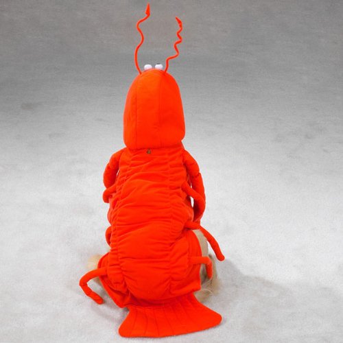 Casual Canine Lobster Paws Dog Costume, Medium (fits lengths up to 16), Red-Orange