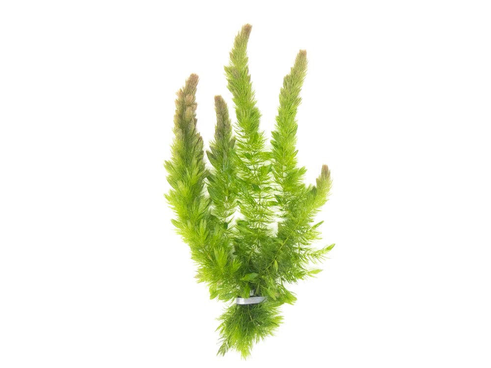 Aquatic Arts Hornwort Live Aquarium Plants (2), Hornwort Ceratophyllum Aquatic Plants, Hornwort Coontail Aquarium Plant Live, Fl