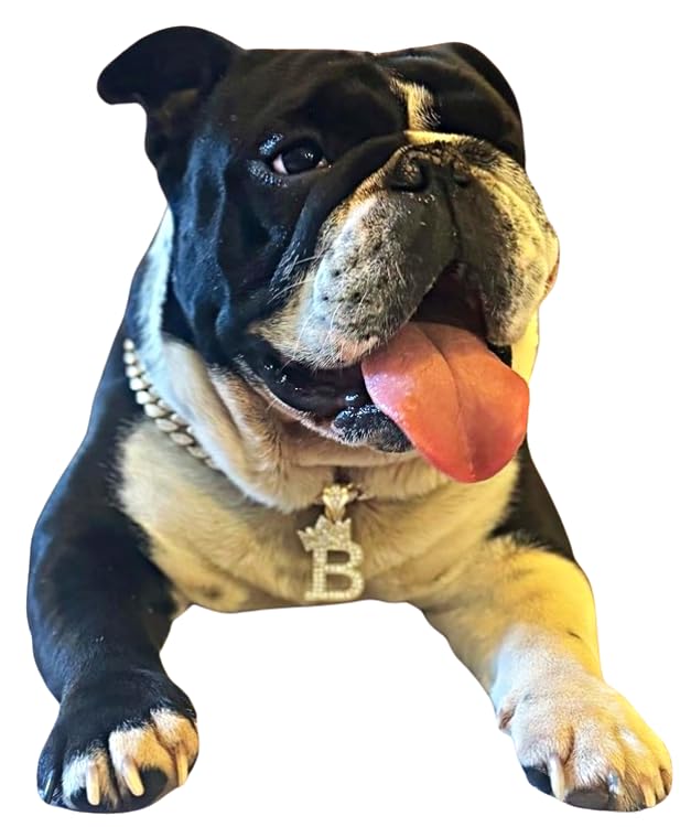 Initial Letter Cuban Chain Dog Chain Pet Chain Pet, Cat, Puppy Necklace (B, 24'')