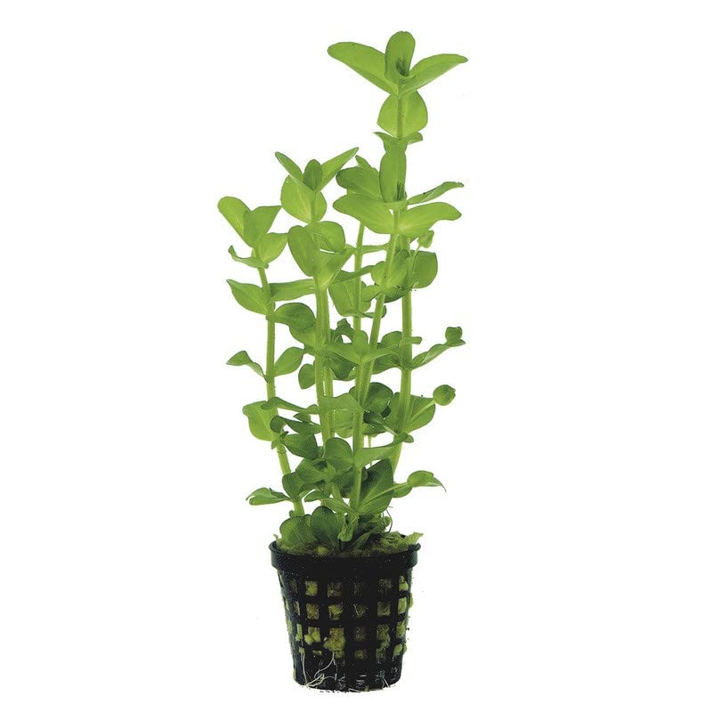 Potted Live Aquarium Plants | Freshwater Aquatic Plants for Aquariums (Moneywort)
