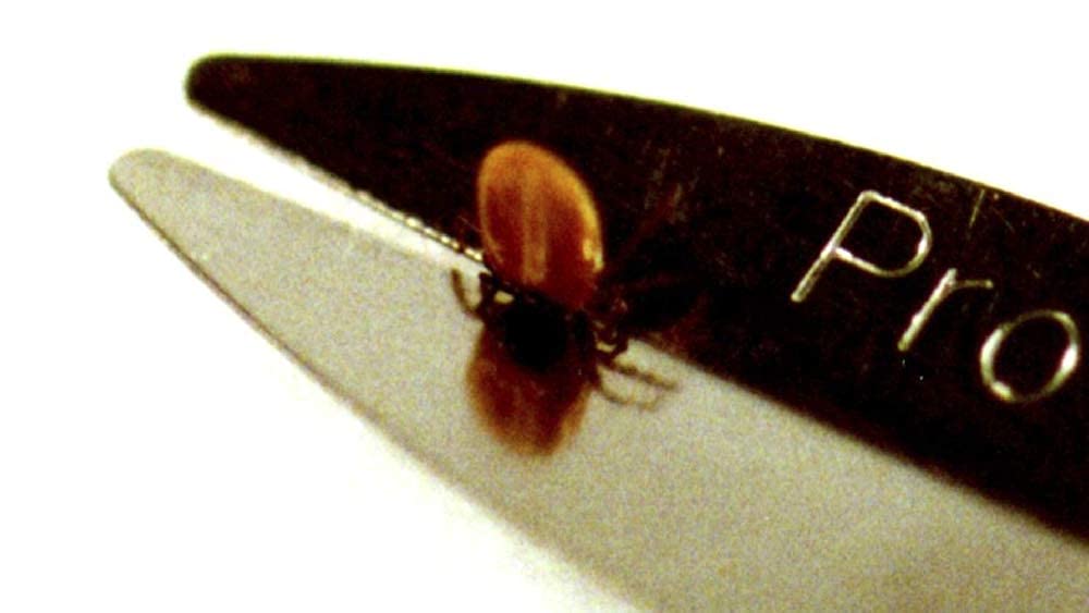 Pro-Tick Remedy 1 Pack Tick Removal Tool For Dogs Cats Horses Humans And Pets - Includes 5X Magnifier Tick Id Card And Tick Remover Pamphlet