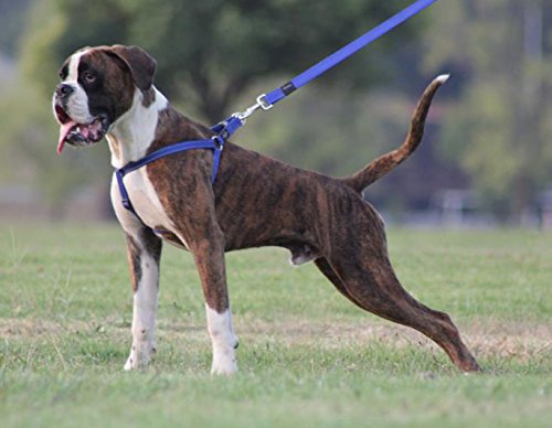Reflective Adjustable Dog Step In Harness For Large Dogs; Matching Collar And Leash Available, Turquoise