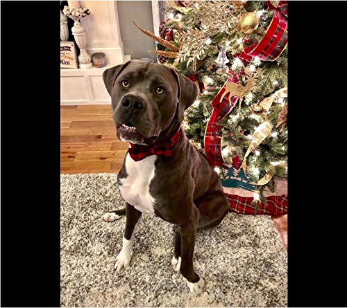 Unique Style Paws Pet Soft &Comfy Bowtie Dog Collar And Cat Collar Pet Gift For Dogs And Cats 6 Size And 7 Patterns