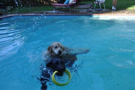 Hurrik9 Dog Ring Launcher, Starter Pack Launcher + 3 Standard Rings