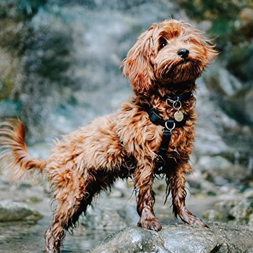 Blue-9 Buckle-Neck Balance Harness, Fully Customizable Fit No-Pull Harness, Ideal For Dog Training And Obedience, Made In The Usa, Red, Small