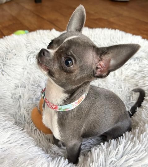 Teeny Tiny Teacup Puppy Collar, 4.5-6.5 Inches For Very Small Puppies Xxxs (Turquoise Rose/Apple Blossom)