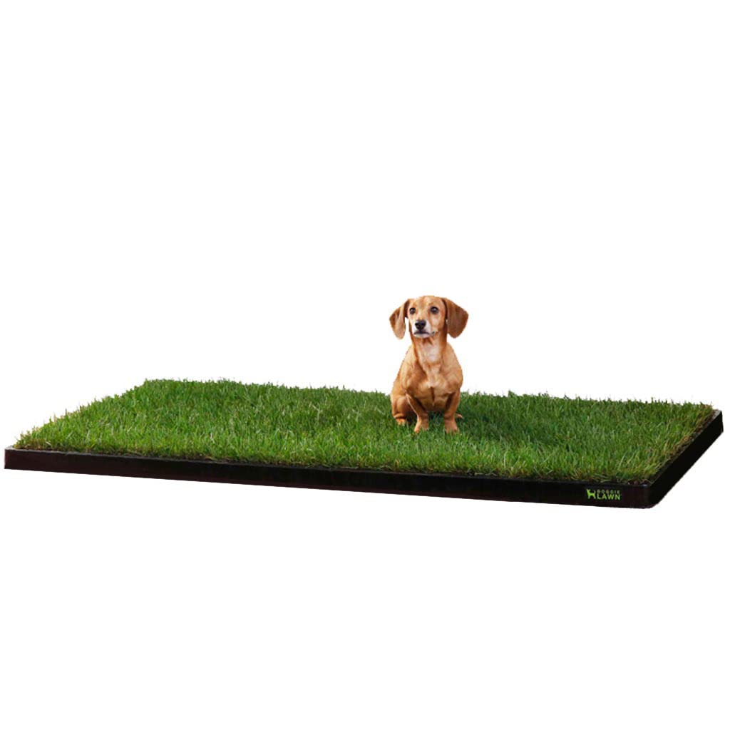 Doggielawn Xl - Real Grass Disposable Pet Potty - 48 X 24 Inches With Plastic Tray - Potty Training Pad For Dogs