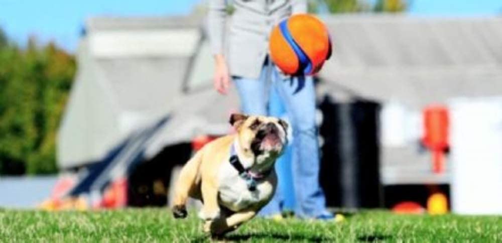 Small Kick Fetch Dog Toy (Pkg Of 3)