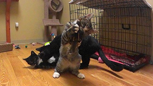 Big Sky Cats Golden Eagle Bird Refill/Attachment - Fits Wildcat And Popular Bird And Mouse Type Wands/Poles