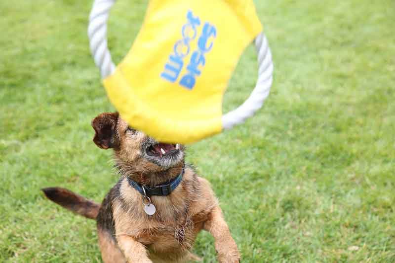 Woof Discs Flying Rope Disc - Durable Chewing Frisbee, Yellow, Model WOOFDSC-MAIN-1