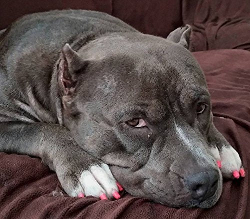 Warren London Pawdicure Dog Nail Polish Pens | Made In Usa | Quick Dry, Low Odor, Non-Toxic Dog Accessories | Ideal For Dog Birt