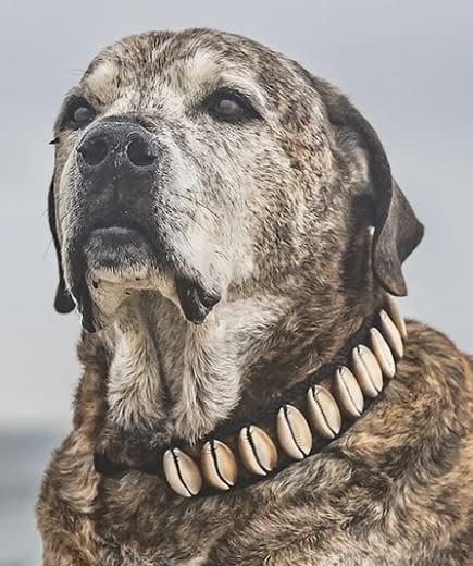 Handmade Seashell Dog Collar, Fasionable Natural Novility Origional Coastal Beach Cute Dog Collar Pet Necklace Cool Pet Collar