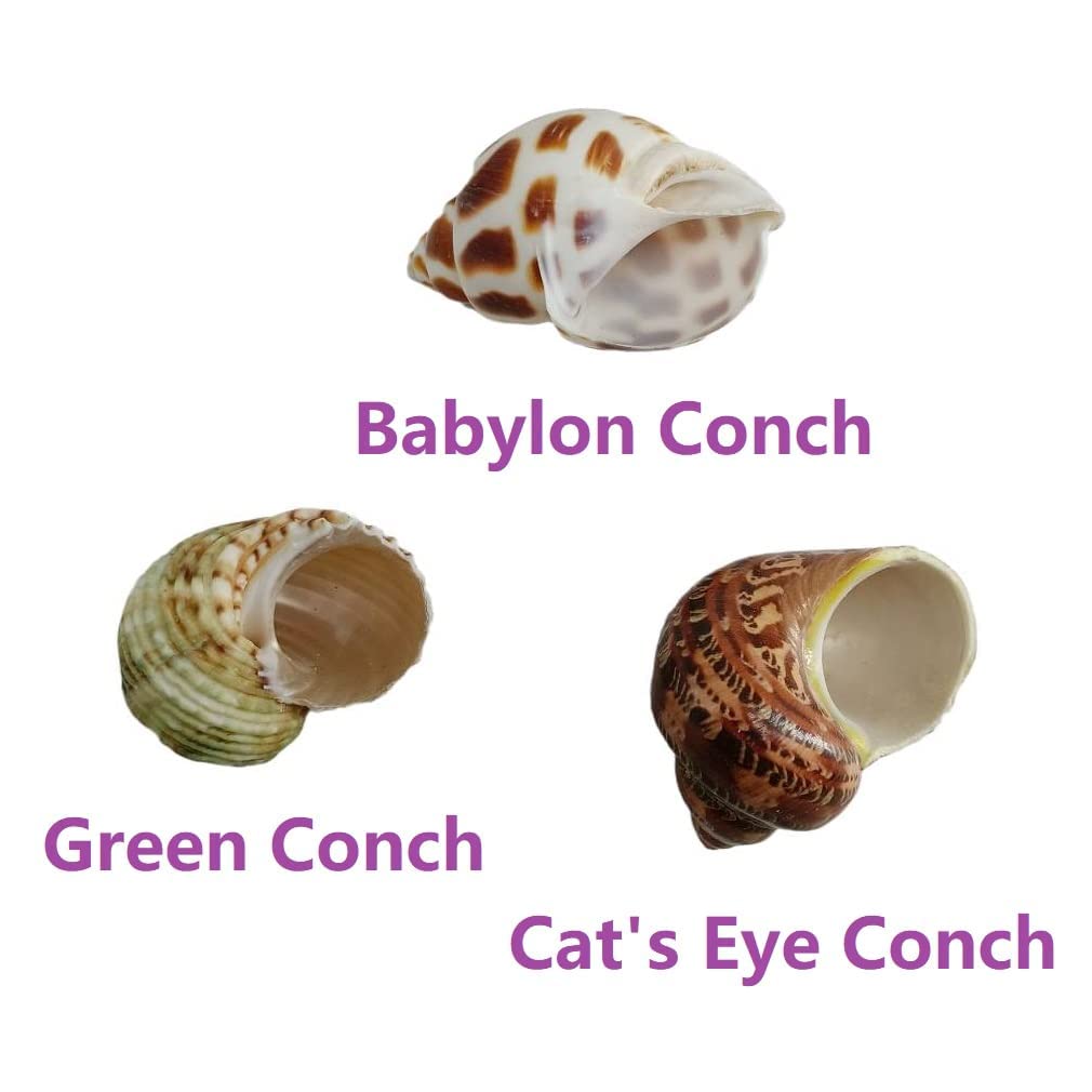 3 Pcs Hermit Crab Shells 2~2.7Inch Natural Hermit Crab Shells Opening Size 1~1.3Inch Hermit Crab Supplies