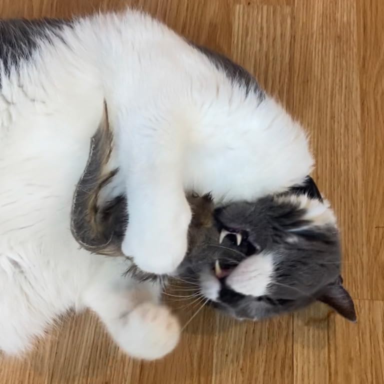 SP 4 1/2 FUR MOUSE
