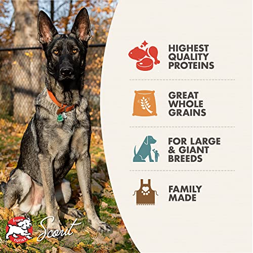 Fromm Large Breed Adult Gold Premium Dry Dog Food - Dry Adult Dog Food for Large Breeds - Chicken Recipe - 15 lb