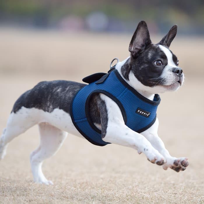 PUPPIA International PUAH305RB3L Soft Vest Harness, 3X-Large