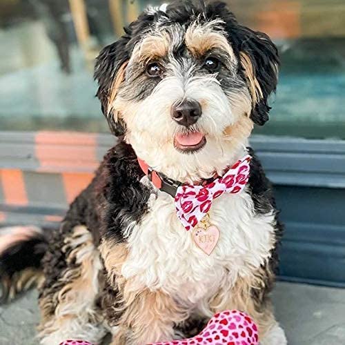 Huxley & Kent Bow Tie For Pets - Kisses (Large) - Valentine'S Day Pet Bow Tie Collar Attachment - Fun Bow Ties For Dogs & Cats -