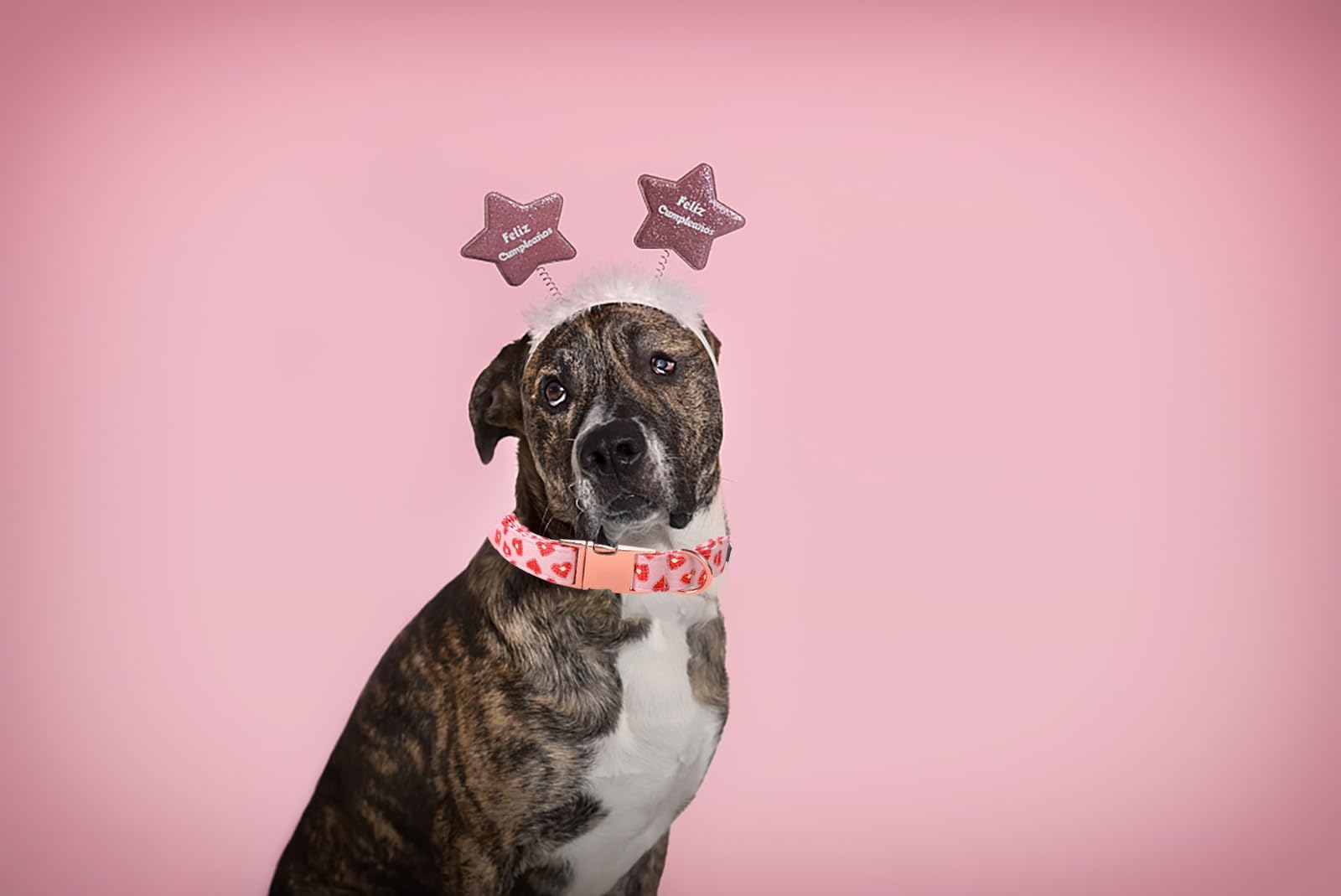 Lionet Paws Valentine Dog Collar, Heavy-Duty Cute Red Heart Pattern Collar With Metal Buckle Pet For Puppy And Cats, X Small, Ne